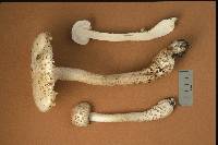 Amanita atkinsoniana image
