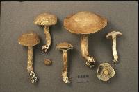Porphyrellus fumosipes image