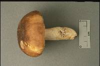 Russula brunneola image