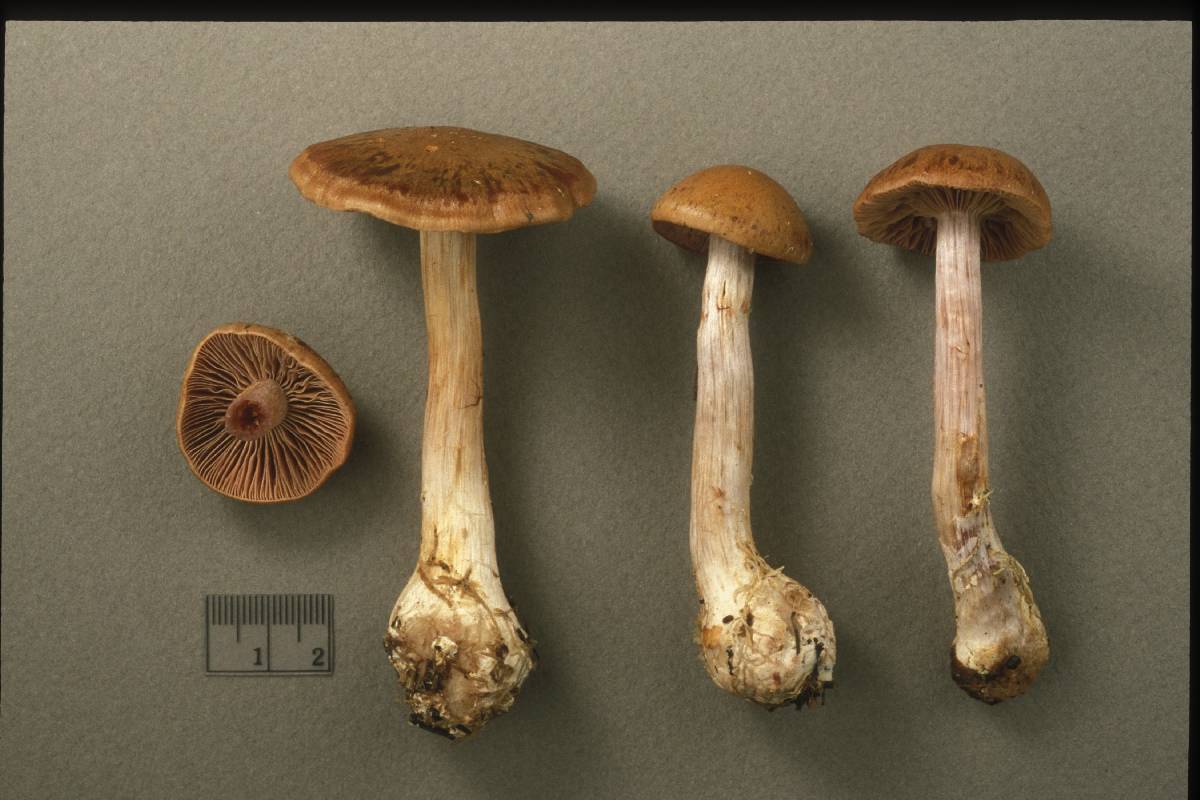 Cortinarius sphagnophilus image