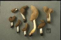 Helvella elastica image