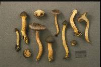 Chroogomphus rutilus image