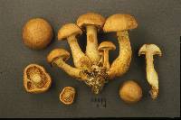 Gymnopilus validipes image