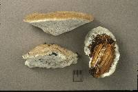 Postia caesia image