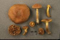 Cortinarius subcroceofolius image
