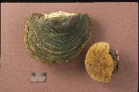 Phellinus igniarius image