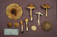 Inocybe rimosa image