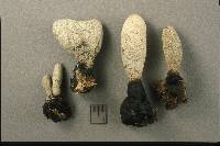 Xylaria polymorpha image