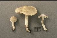 Media resource of Entoloma argenteum