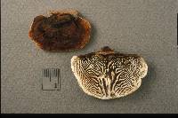 Gloeophyllum sepiarium image