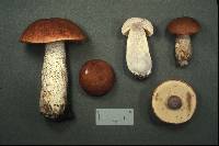 Leccinum insigne image