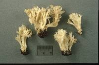 Clavulina coralloides image