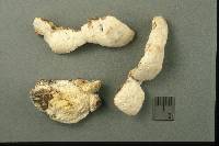 Perenniporia compacta image