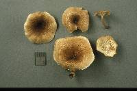 Lentinus tigrinus image