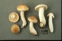 Hygrophorus pudorinus image