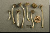 Nolanea strictior image