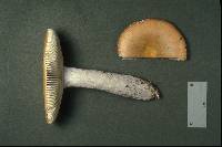 Russula decolorans image