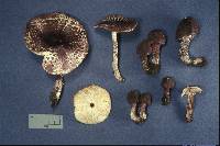 Media resource of Leucoagaricus brunneolilacinus