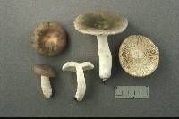 Russula cyanoxantha image