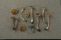 Inocybe calospora image