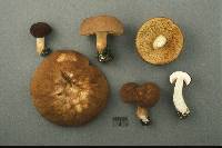 Xanthoconium affine image