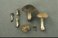 Entoloma murinum image