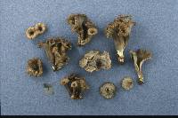 Craterellus caeruleofuscus image