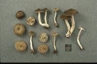 Entoloma murinum image