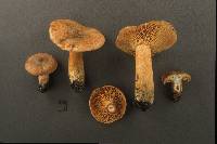 Lactarius deterrimus image