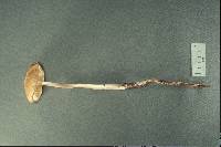 Xerula furfuracea image