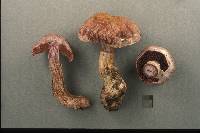Cortinarius torvus image