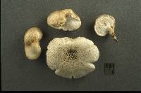 Lentinus tigrinus image