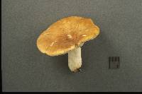 Russula ochroleucoides image