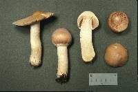 Cortinarius caperatus image