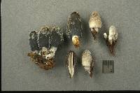 Coprinopsis cinerea image