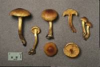 Pholiota spumosa image