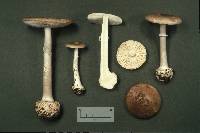 Amanita porphyria image