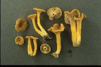 Cantharellus ignicolor image