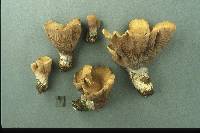 Gomphus clavatus image