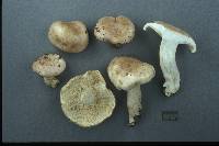 Tricholoma acerbum image
