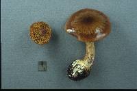 Cortinarius scaurus image