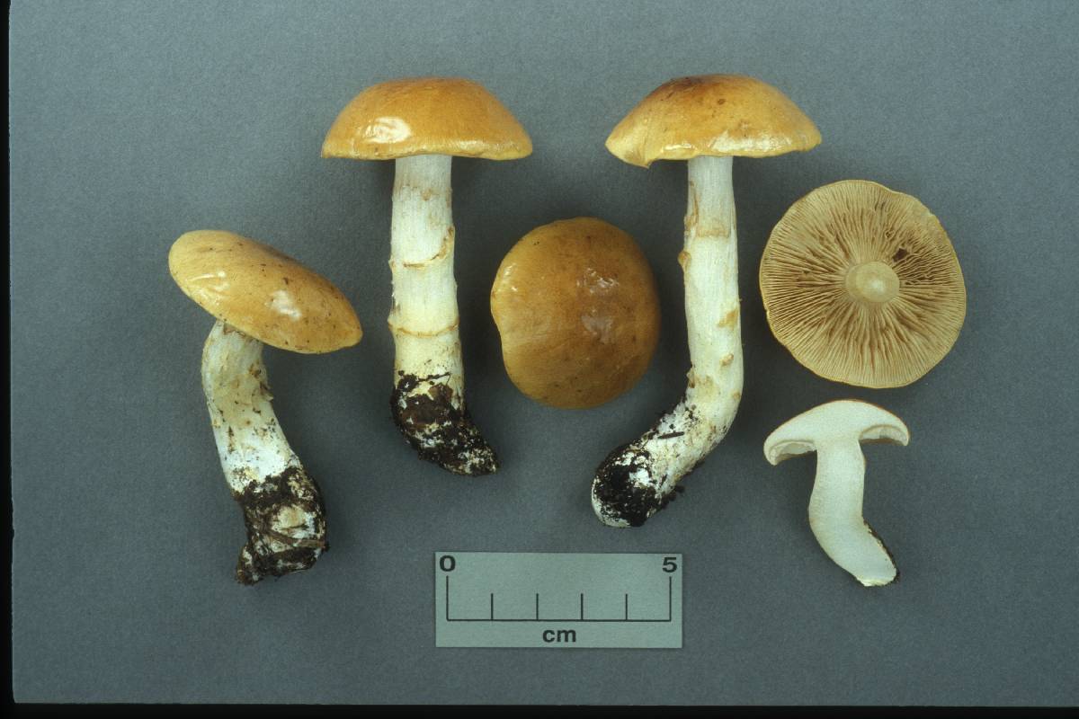 Cortinarius populinus image
