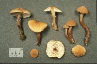 Cystoderma amianthinum image