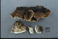 Laxitextum bicolor image