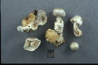 Volvariella surrecta image