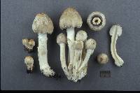 Coprinus variegatus image