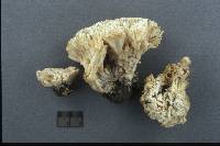 Tremellodendron pallidum image