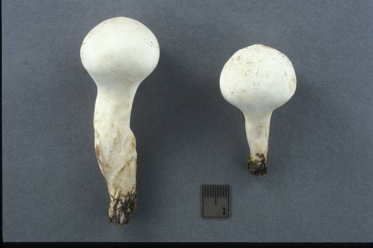 Calvatia elata image