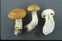 Cortinarius populinus image
