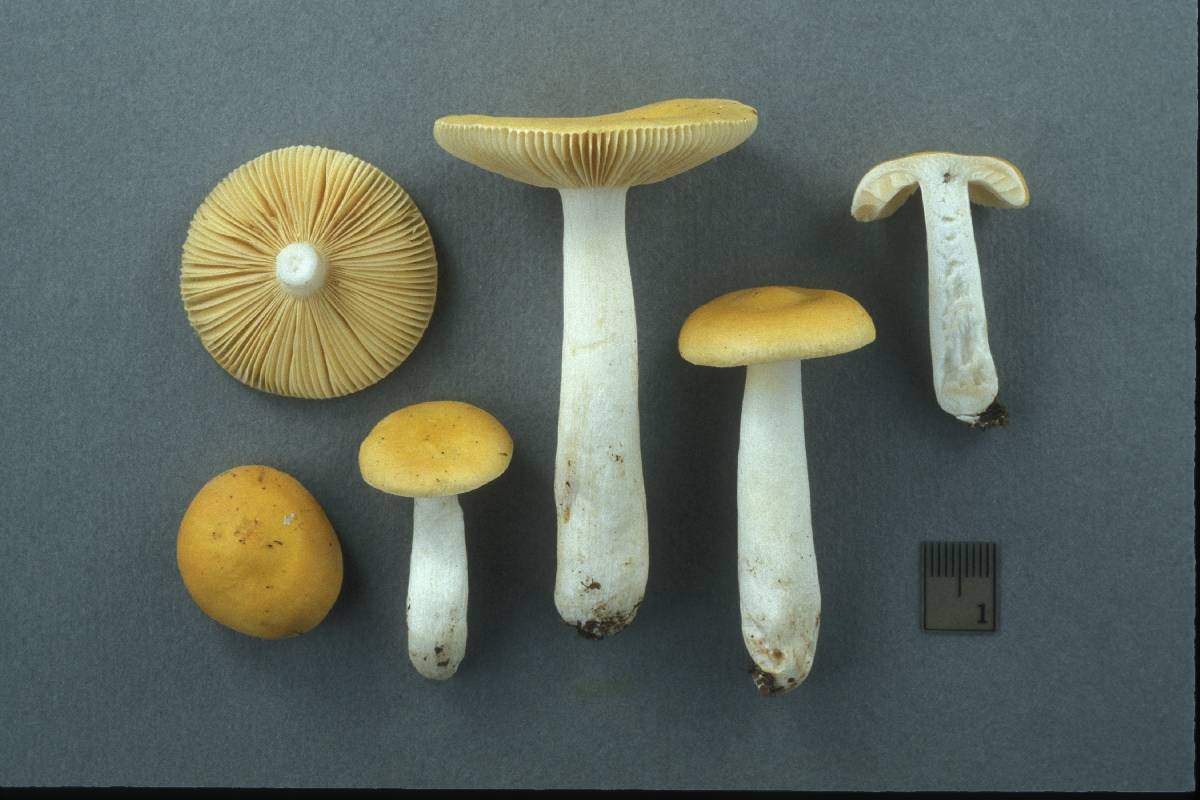 Russula acetolens image